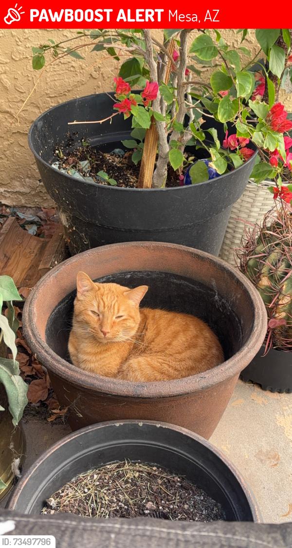 Lost Male Cat last seen University st Gilbert Dr, Mesa, AZ 85213