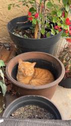 Lost Male Cat last seen University st Gilbert Dr, Mesa, AZ 85213