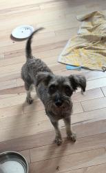 Found/Stray Female Dog last seen Imperial Ave, San Diego, CA 92114