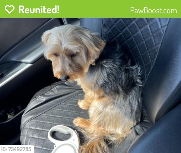 Reunited Male Dog last seen Mojave/Bellflower, Adelanto, CA 92301