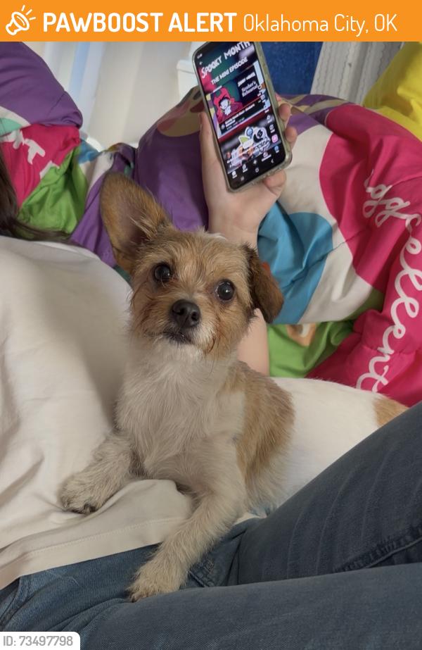 Found/Stray Unknown Dog last seen En el estacionamiento de la Santa Fe middle school, Oklahoma City, OK 73139