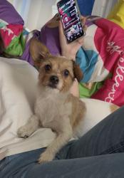 Found/Stray Unknown Dog last seen En el estacionamiento de la Santa Fe middle school, Oklahoma City, OK 73139