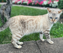 Reunited Female Cat last seen Lower Notch Road, Little Falls Township, NJ 07424