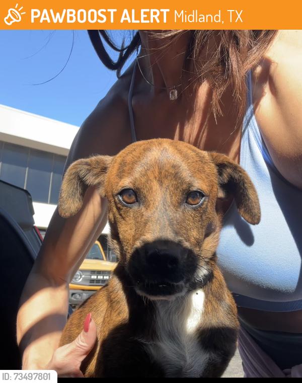 Found/Stray Male Dog last seen A Street and Wadley Ave., Midland, TX 79705