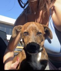 Found/Stray Male Dog last seen A Street and Wadley Ave., Midland, TX 79705