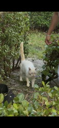 Found/Stray Unknown Cat last seen village blvd , US 1 , Old dixie, Tequesta, FL 33469