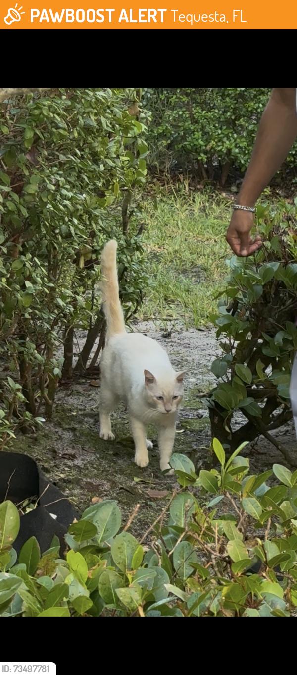 Found/Stray Unknown Cat last seen village blvd , US 1 , Old dixie, Tequesta, FL 33469