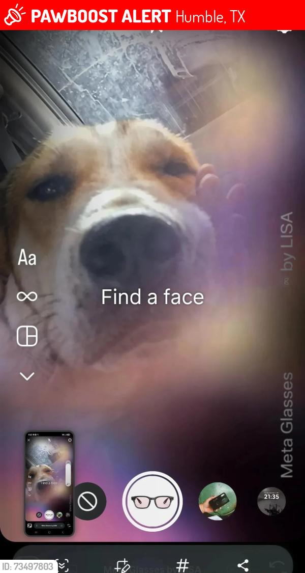 Lost Male Dog last seen Near Morningdale St, Humble, TX 77396