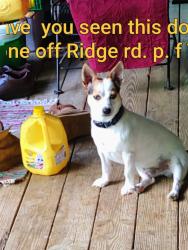 Lost Male Dog last seen ridge Rd PF tn 37863, Pigeon Forge, TN 37863