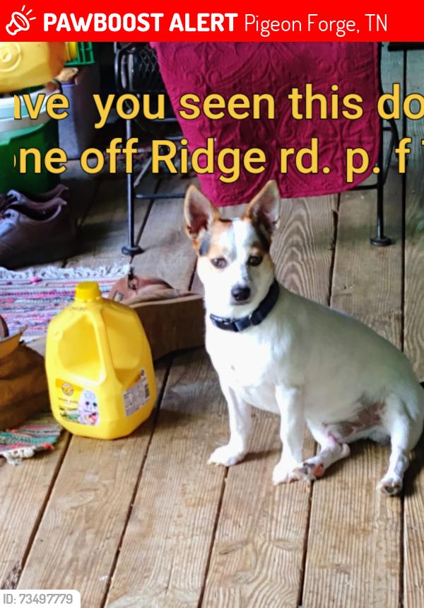 Lost Male Dog last seen ridge Rd PF tn 37863, Pigeon Forge, TN 37863