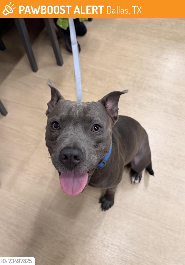 Found/Stray Male Dog last seen Forest Lane and Cromwell Drive, Dallas, TX 75234