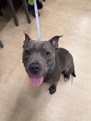 Found/Stray Male Dog last seen Forest Lane and Cromwell Drive, Dallas, TX 75234