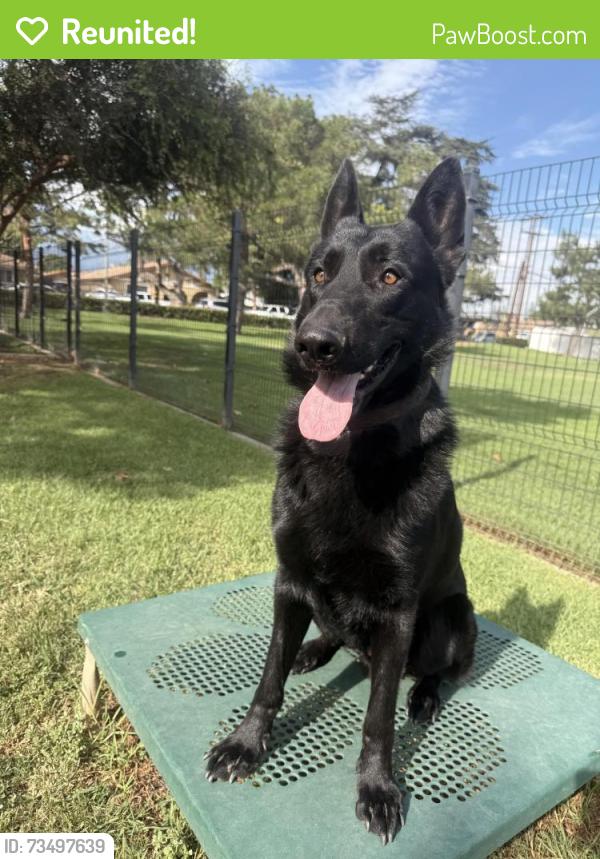 Reunited Male Dog last seen Near 6th st, Ontario, CA 91762