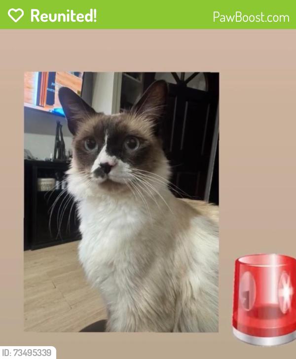 Reunited Male Cat last seen Foothill Blvd & Larch Ave, Rialto, CA 92376