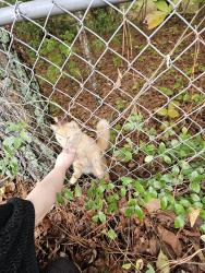 Reunited Male Cat last seen Near East Brainerd road, Chattanooga, TN 37421, Chattanooga, TN 37421