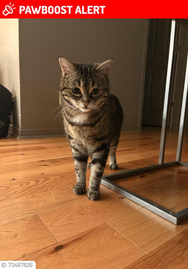 Lost Female Cat last seen Rue Réal-Trépanier, Saint-Jean-sur-Richelieu, QC J2W 2A9