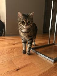 Lost Female Cat last seen Rue Réal-Trépanier, Saint-Jean-sur-Richelieu, QC J2W 2A9