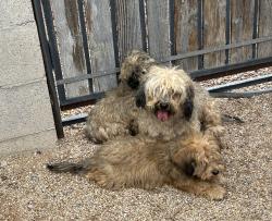 Found/Stray Unknown Dog last seen Off 16th St. between Bell Road and Greenway, Phoenix, AZ 85022