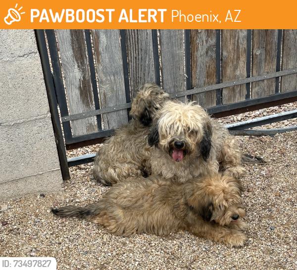 Found/Stray Unknown Dog last seen Off 16th St. between Bell Road and Greenway, Phoenix, AZ 85022
