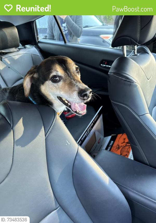 Reunited Male Dog last seen Near DiMaggio dr, Raleigh, NC 27616