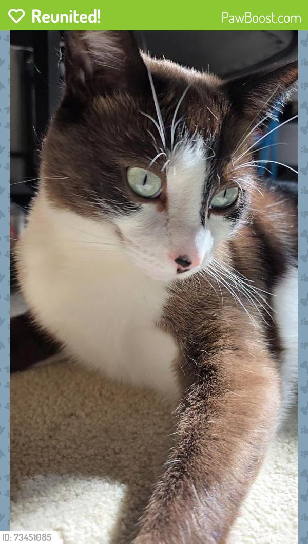 Reunited Male Cat last seen Belle Grove Road, Berkley Park subdivision, Knoxville, TN 37934