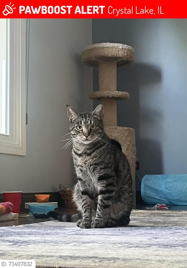 Lost Male Cat last seen Amberwood, Crystal Lake, IL 60014