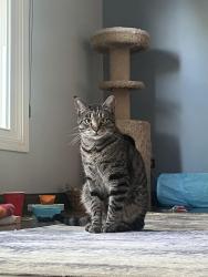 Lost Male Cat last seen Amberwood, Crystal Lake, IL 60014