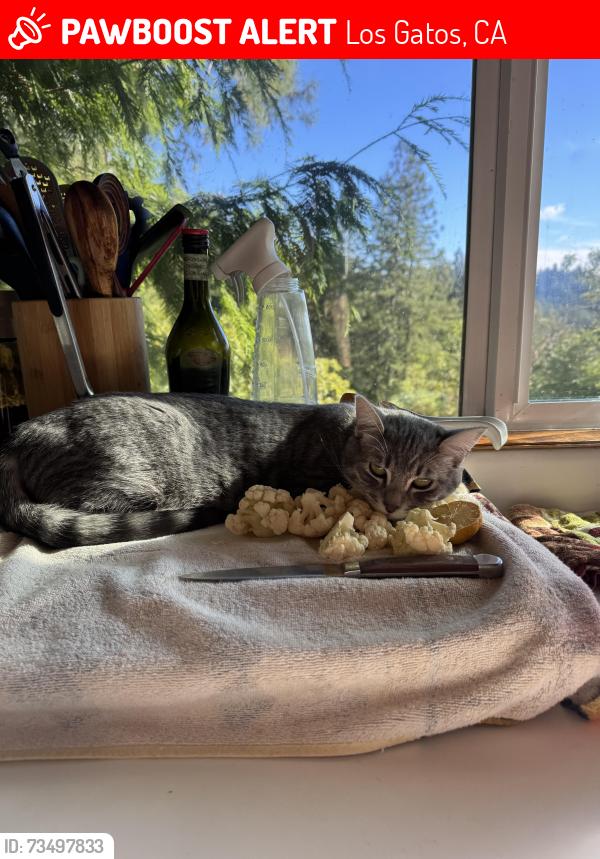 Lost Female Cat last seen Old ranch, Los Gatos, CA 95033