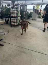 Reunited Female Dog last seen Near Grand Pkwy, Spring, TX 77379, USA, Spring, TX 77379