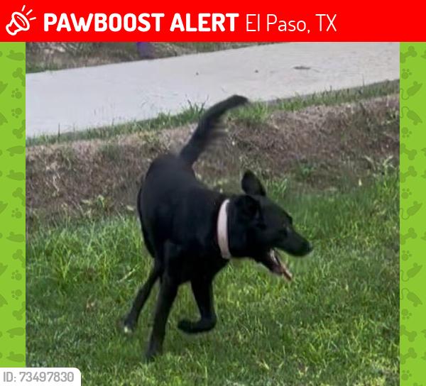 Lost Male Dog last seen Country Club Street near the River, El Paso, TX 79922