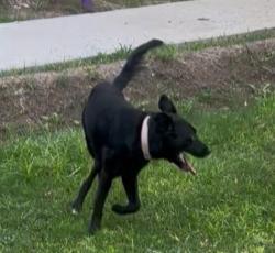 Lost Male Dog last seen Country Club Street near the River, El Paso, TX 79922