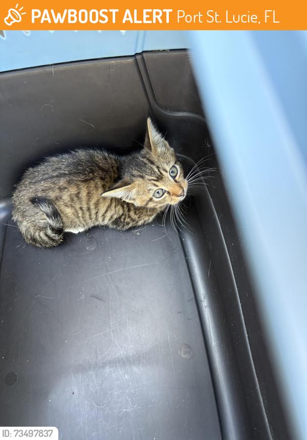 Found/Stray Female Cat last seen port saint lucie, Port St. Lucie, FL 34986