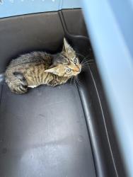 Found/Stray Female Cat last seen port saint lucie, Port St. Lucie, FL 34986