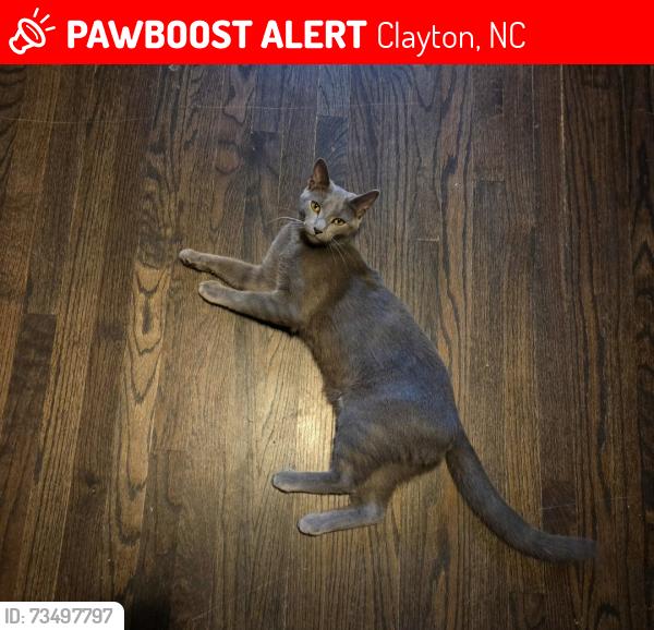 Lost Male Cat last seen E stallings st. Clayton, nc, N lombard st, Clayton, NC 27520