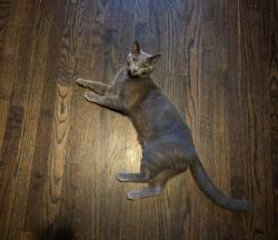 Lost Male Cat last seen E stallings st. Clayton, nc, N lombard st, Clayton, NC 27520