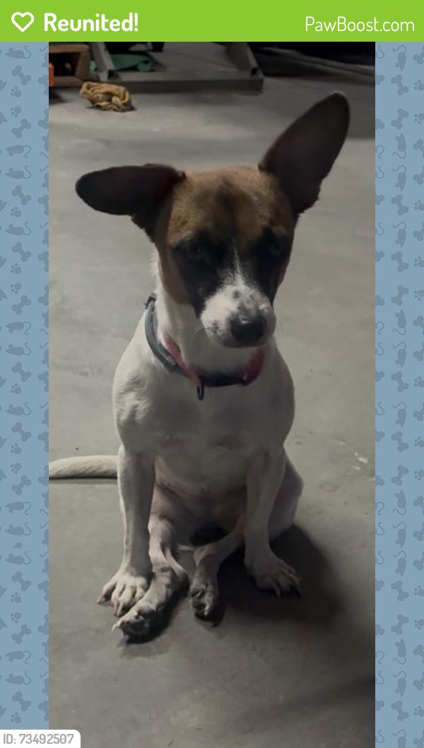 Reunited Female Dog last seen Oates, Mesquite, TX 75150