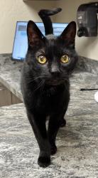 Lost Male Cat last seen 7th St and Piedmont (Seasons at Dobbins), Phoenix, AZ 85042