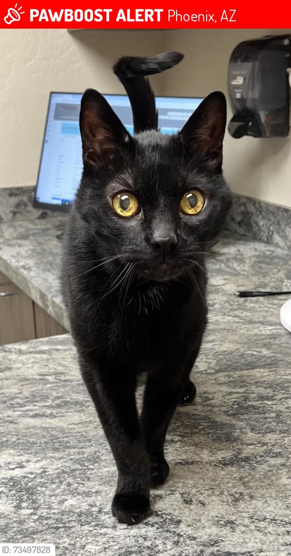 Lost Male Cat last seen 7th St and Piedmont (Seasons at Dobbins), Phoenix, AZ 85042