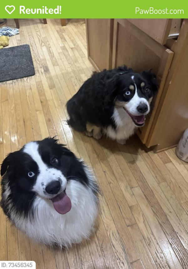 Reunited Male Dog last seen Black Bob and 135th, Olathe, KS 66062