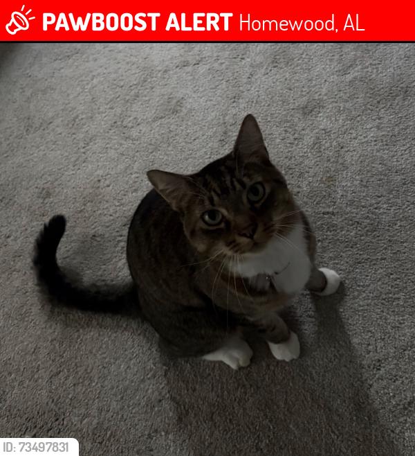 Lost Male Cat last seen Green springs, Homewood, AL 35209