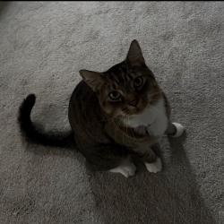 Lost Male Cat last seen Green springs, Homewood, AL 35209