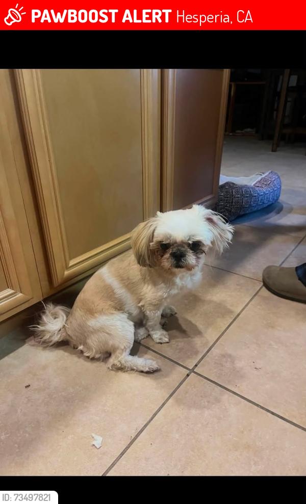 Lost Female Dog last seen Muscatel & Escondido (Hesperia, CA), Hesperia, CA 92340