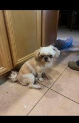 Lost Female Dog last seen Muscatel & Escondido (Hesperia, CA), Hesperia, CA 92340