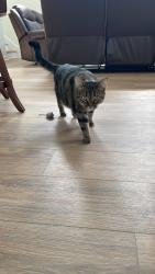 Lost Female Cat last seen Wine Cellar Circle, Wilmington, NC 28411