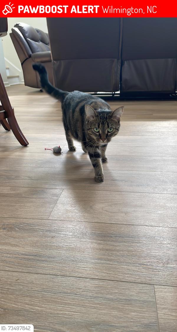 Lost Female Cat last seen Wine Cellar Circle, Wilmington, NC 28411