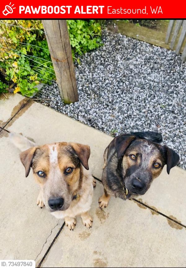 Lost Male Dog last seen Olson lane, Cormorant Bay Rd, Deep Meadow Rd, Eastsound, WA 98245