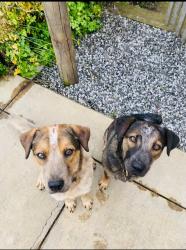 Lost Male Dog last seen Olson lane, Cormorant Bay Rd, Deep Meadow Rd, Eastsound, WA 98245