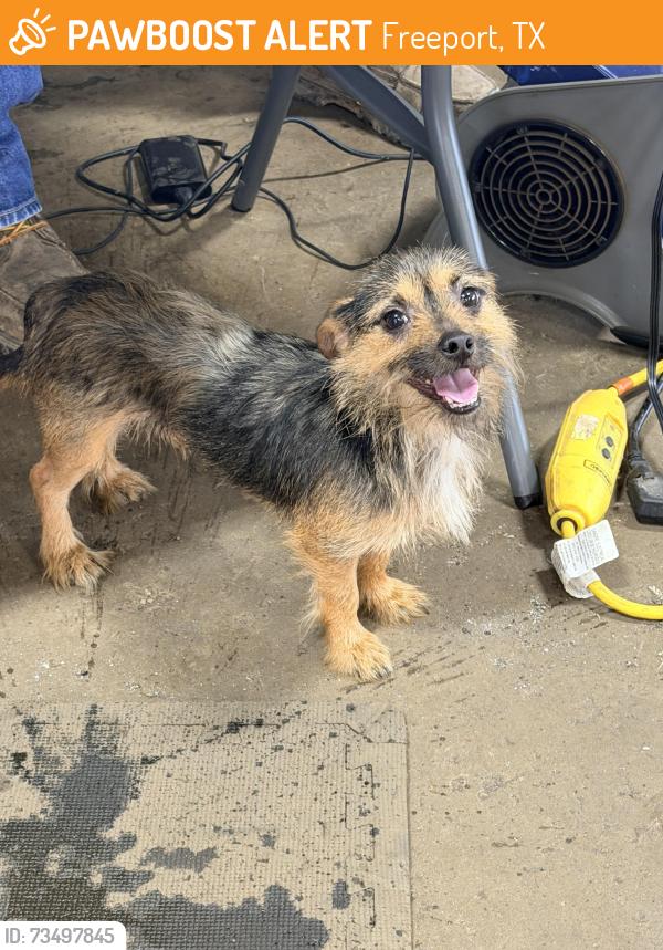 Found/Stray Male Dog last seen Victoria st, Freeport, TX 77541