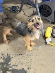 Found/Stray Male Dog last seen Victoria st, Freeport, TX 77541