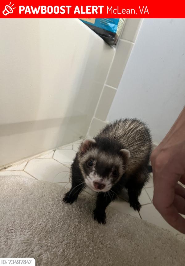 Lost Male Ferret last seen McLean Hamlet Neihborhood, McLean, VA 22102